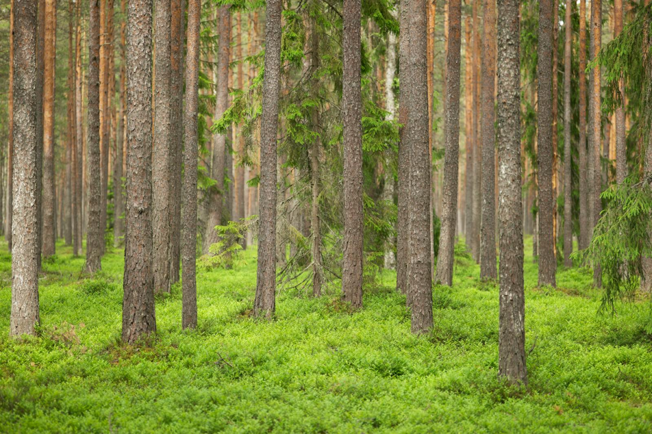 A tranquil view of towering pine and spruce trees in a lush green forest, capturing nature's beauty.