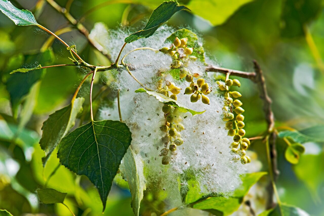 poplar, tree, female, fruit, capsule, seeds, cottony, populus nigra, cotton poplar, piboule, nature, black poplar