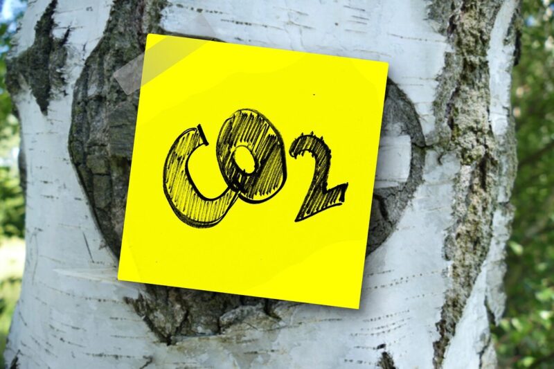 What is Biomass Production in Plants?