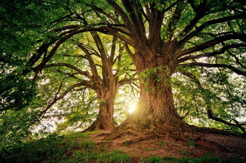 How Trees Help The Environment