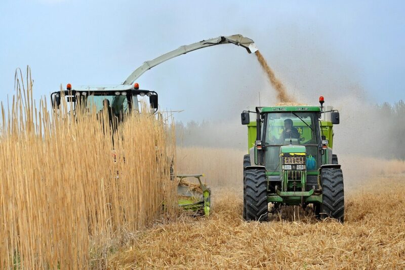 Does Genotype Matter for Biomass Yield?