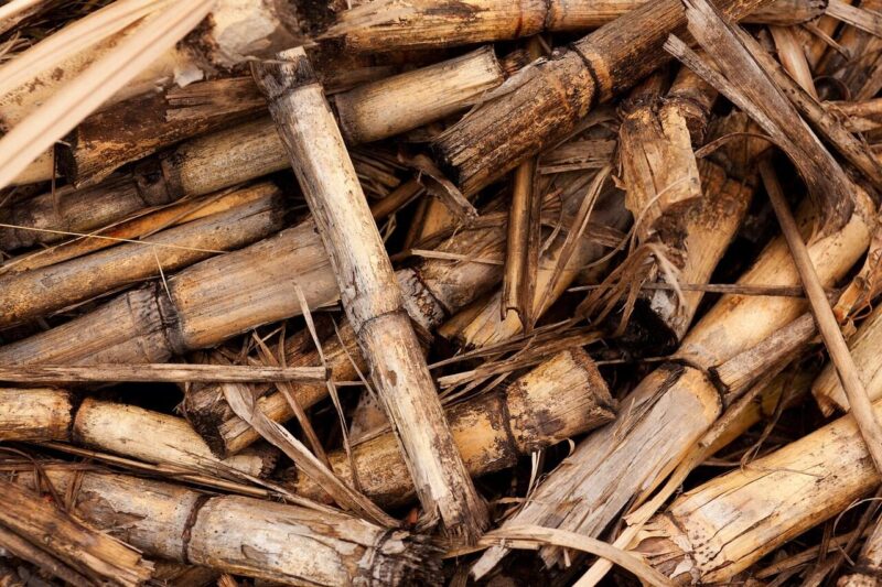 Is Bioenergy Really Carbon Neutral?