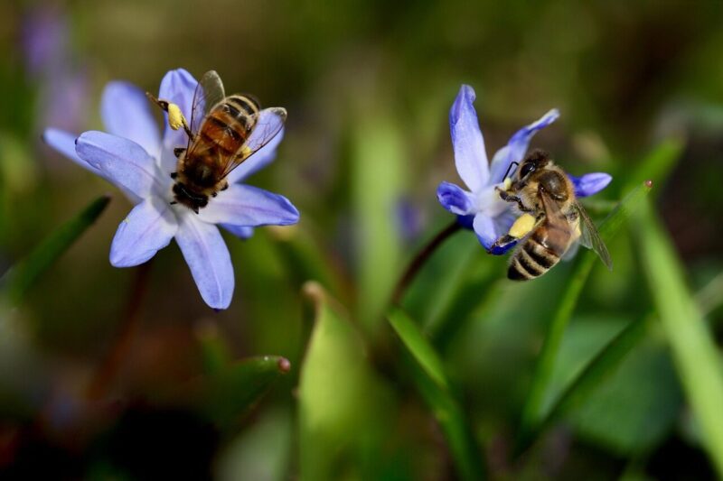 How Environmental Stressors Reshape Biodiversity.