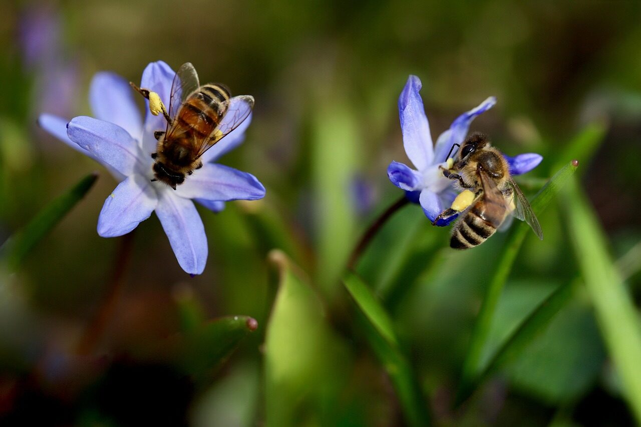 bees, honey bees, pollinate, pollination, collect pollen, bluebell, proud of the snow, blue star, scilla luciliae, insects, pollen, blue flowers, world bee day, bees, bees, bees, bees, bees