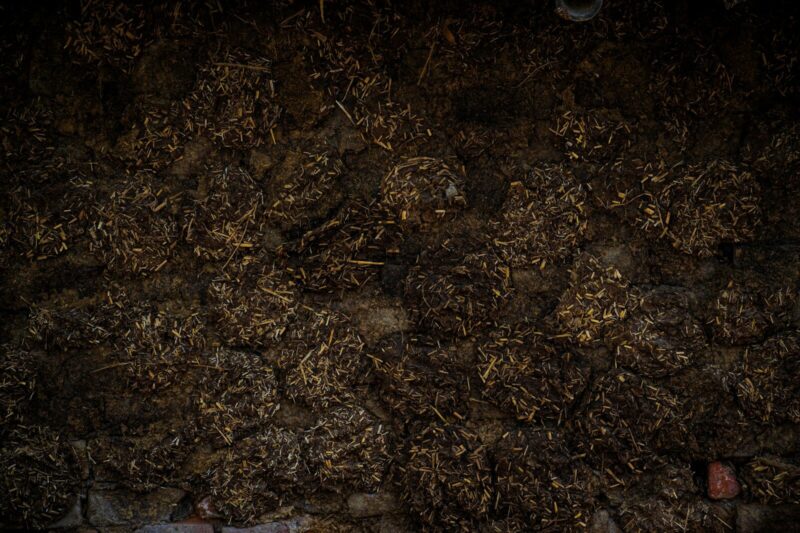 How Do Microbes Enrich the Fertility of Soil? 