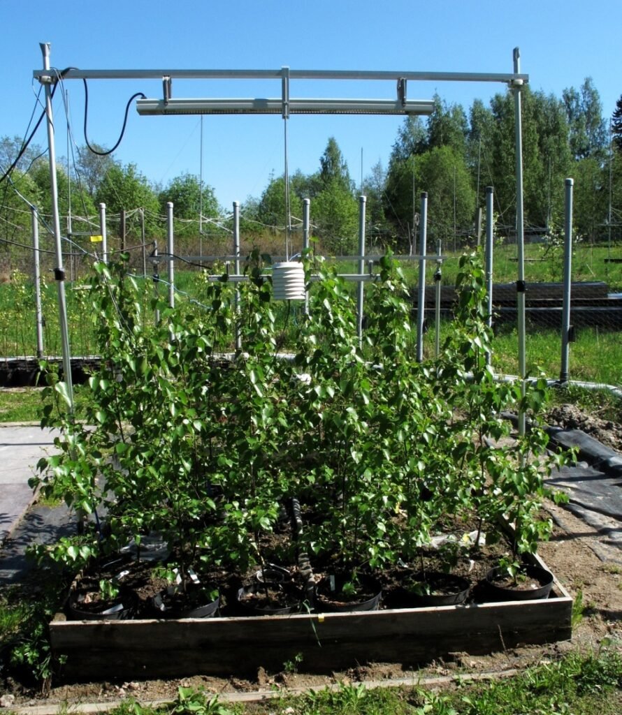 Tree Height Measurement Methods Explained: From Saplings to Tall Forest ...