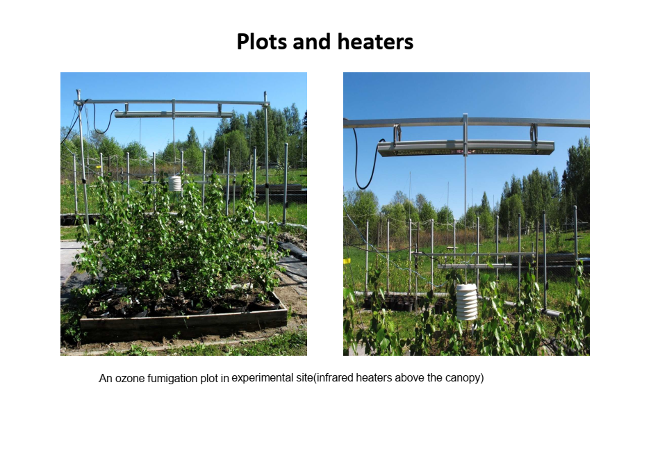A photo from Serge's MSc research at UEF showing an experimental ozone fumigation plot with infrared heaters suspended above Silver Birch saplings.