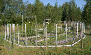 Field experiment showing Silver Birch trees in an open-air ozone enrichment system (FACE) for environmental research.