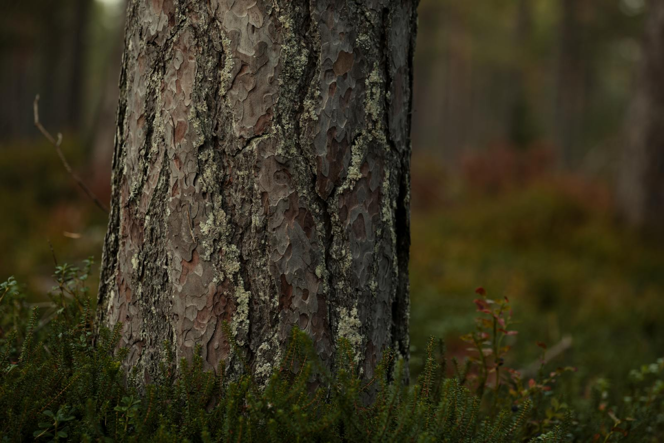 Close up of a forest tree trunk base showing bark texture where a dendrometer band would be installed for continuous stem growth and water status monitoring.