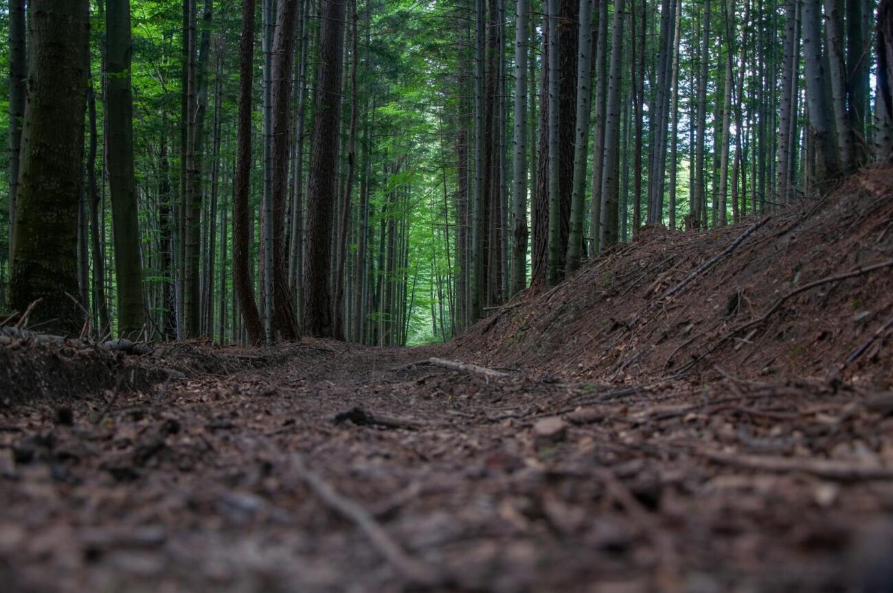 Forest floor covered in leaf litter and organic matter where soil microbial respiration releases CO₂ in response to temperature changes.