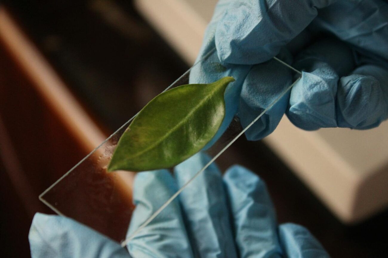 Gloved researcher holding a plant leaf on a glass slide for measurement and analysis illustrating leaf area measurement methods used in ecological and forestry research.