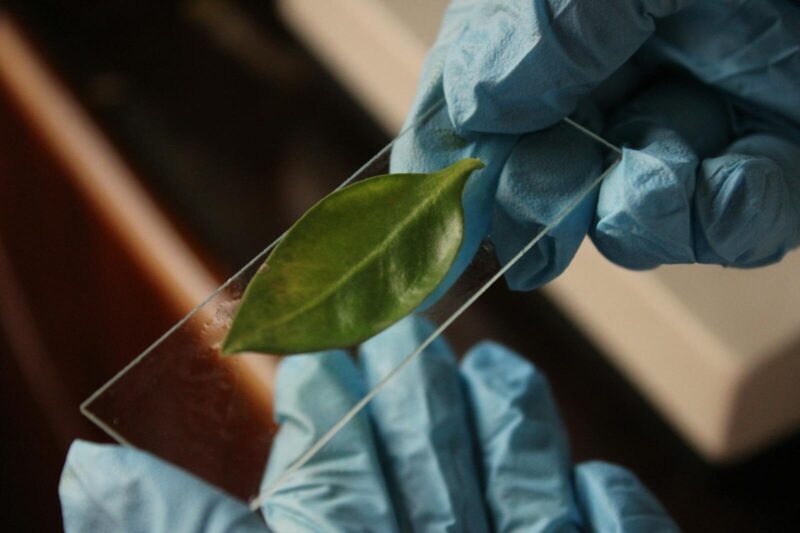 Handheld Leaf Area Meters: What They Are, How They Work, and Which Approach Is Right for You