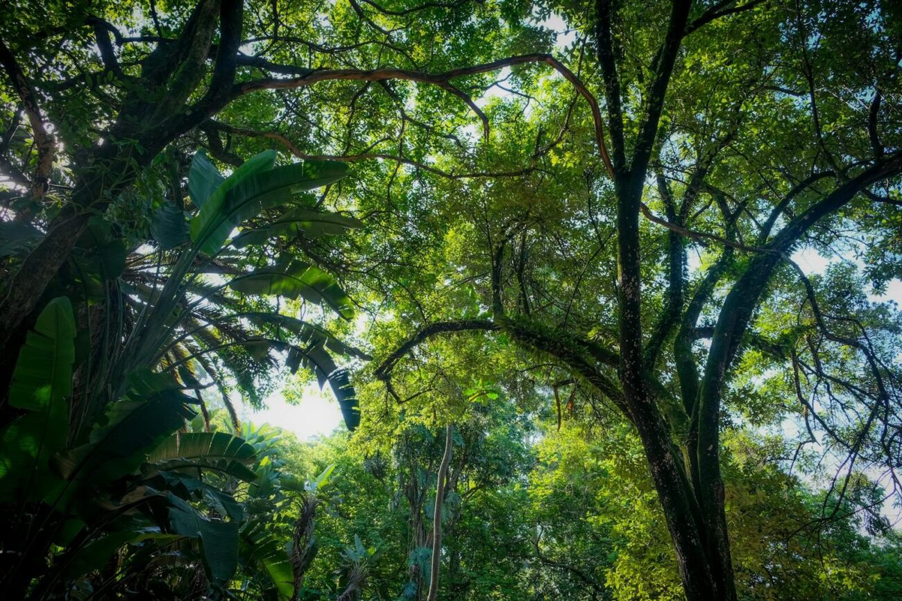Forest canopy viewed from below showing tree crowns absorbing sunlight for photosynthesis and carbon allocation in above-ground biomass.