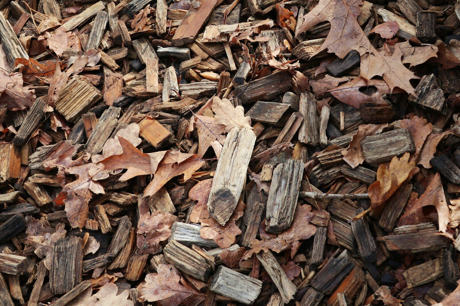 Wood chips as raw biomass feedstock showing the organic material that can be directly combusted for heat or converted into biofuel through biochemical and thermochemical processes.