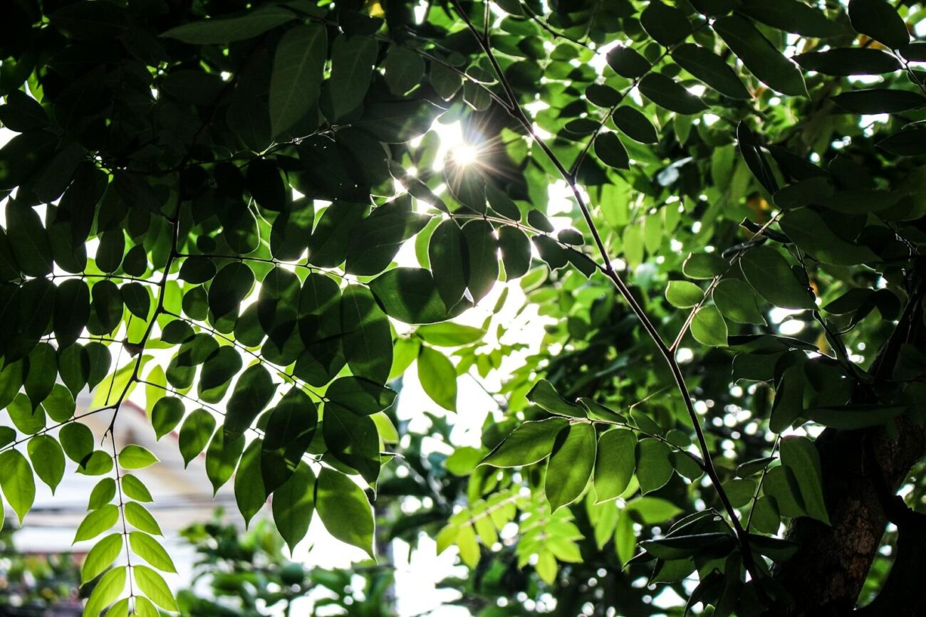 Sunlight filtering through green tree leaves driving photosynthesis and carbon fixation, the foundation of forest carbon cycling and ecosystem energy flow.