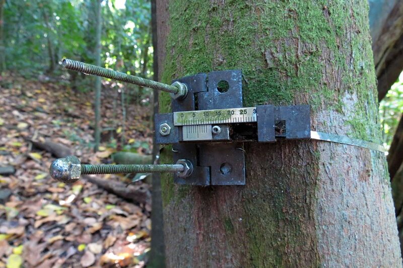 What Is a Dendrometer and How Does It Monitor Tree Stem Growth?