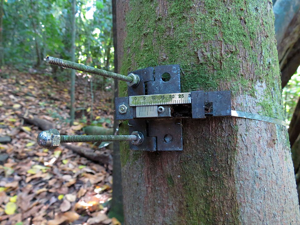 Point dendrometer installed on a tree trunk in a forest measuring continuous stem diameter changes for tree growth and water status monitoring research.