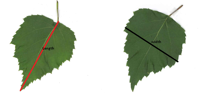How to Measure Leaf Area in the Field and Lab: Methods, Tools, and What I Learned Doing It.