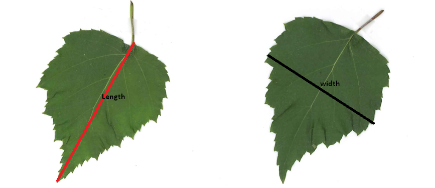 Silver birch (Betula pendula) leaves showing how leaf length and width were measured manually with a ruler during field research. Red line indicates length from petiole to leaf tip, black line indicates maximum width across the widest point.
