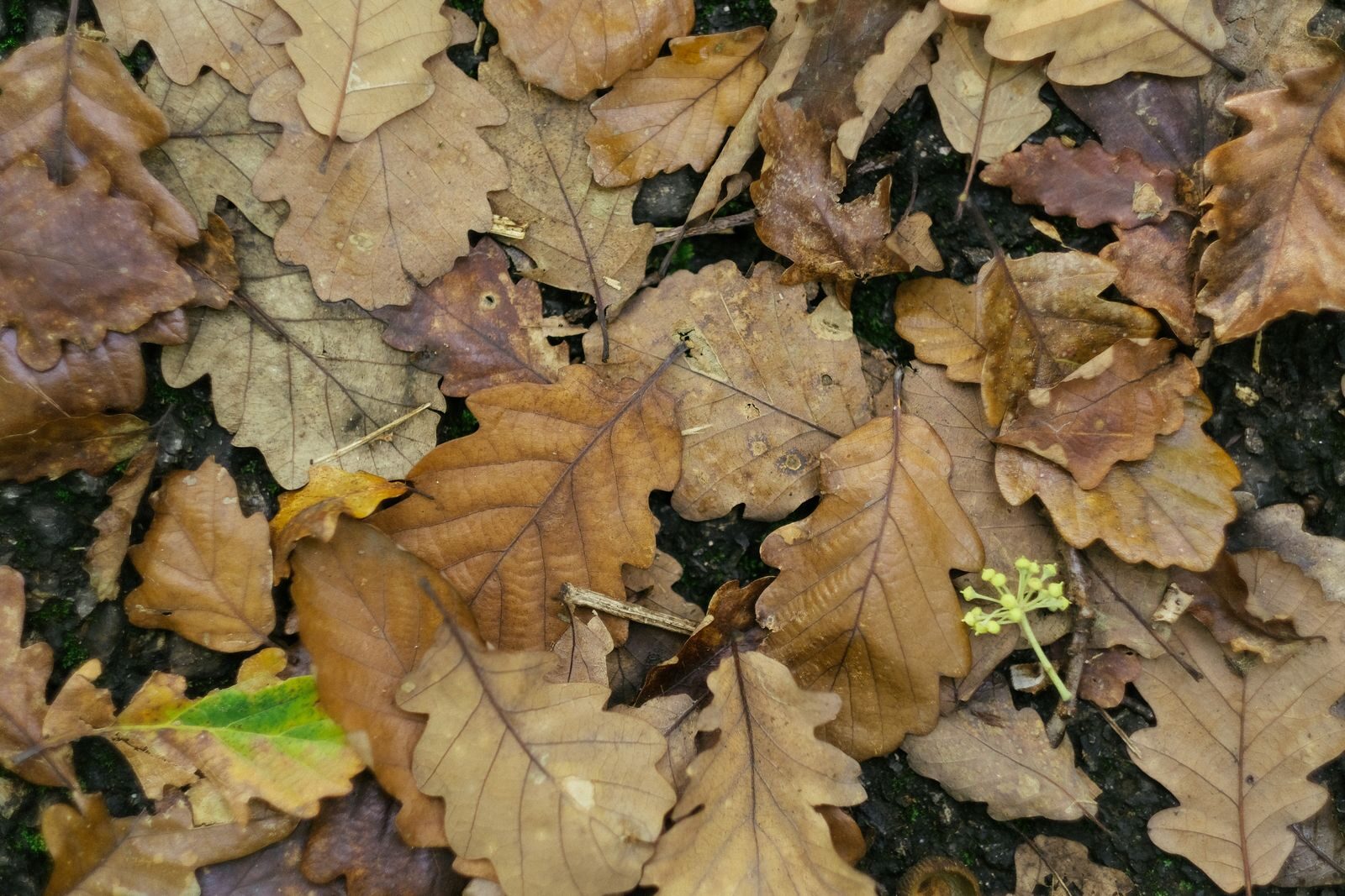 Decomposing oak leaf litter on a dark forest floor where microbial activity drives nitrogen mineralisation releasing nutrients back into the soil to feed tree growth