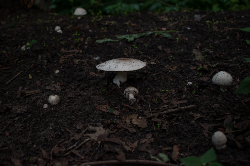 What Is Humus in Soil and Why Does Every Forest Depend on It?