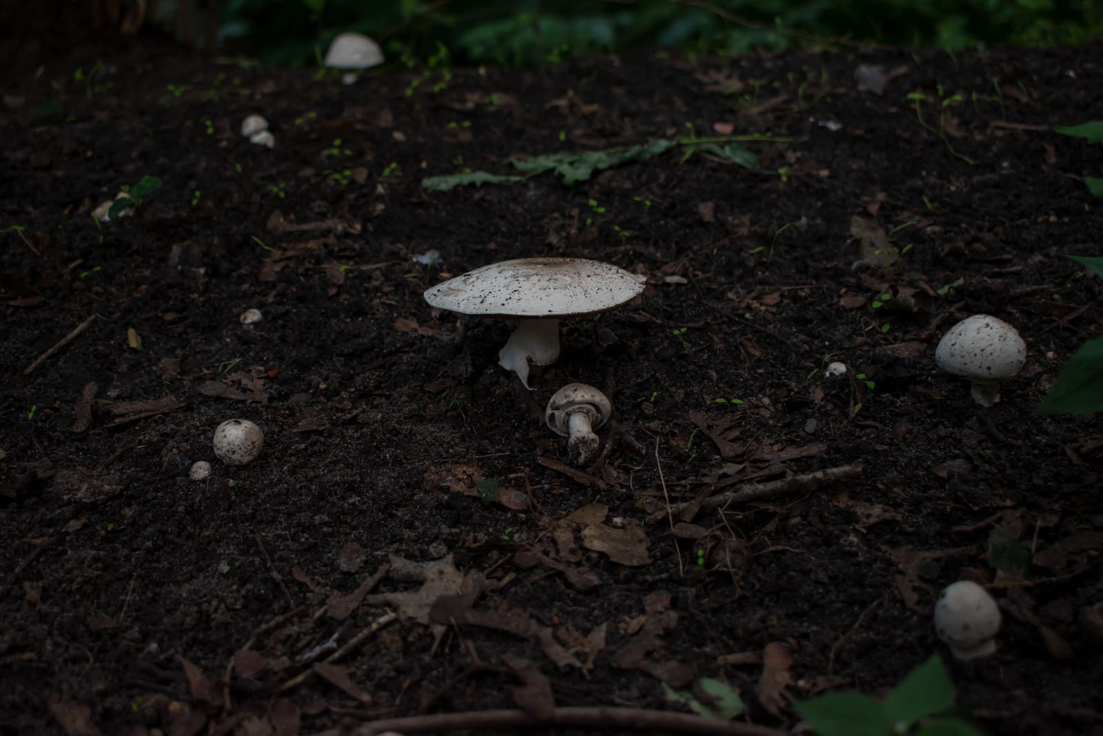 Wild mushrooms growing from dark humus rich forest soil showing the fungal decomposer activity that drives organic matter breakdown and humus formation in forest ecosystems
