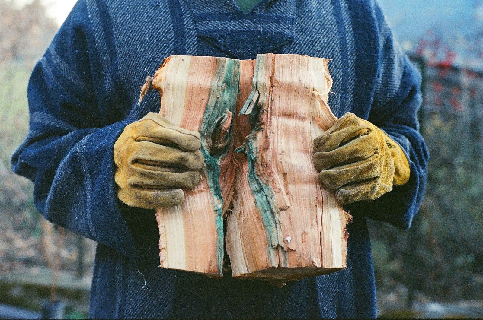 Gloved hands holding split firewood logs showing the fresh split faces
