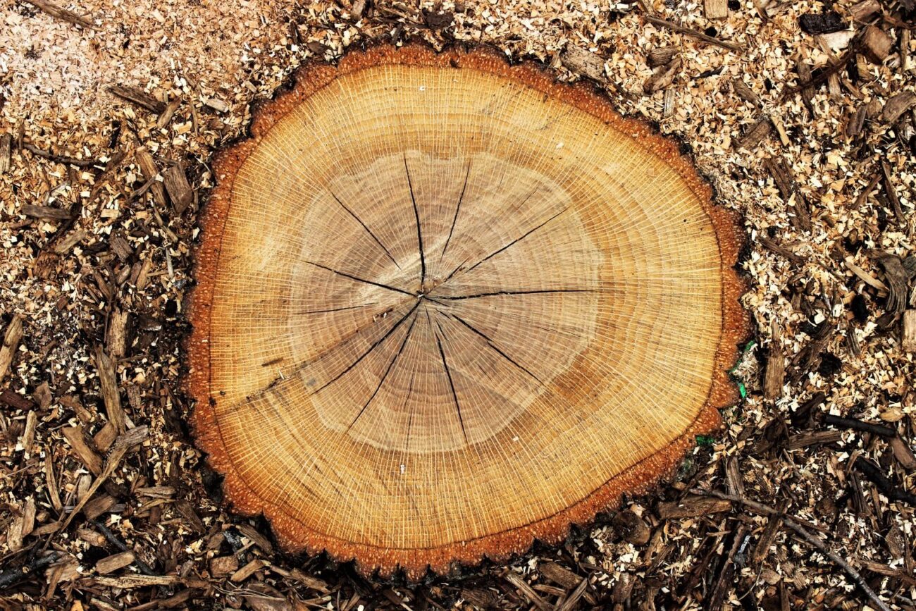Cross-section of a cut log showing growth rings and radiating cracks in the wood