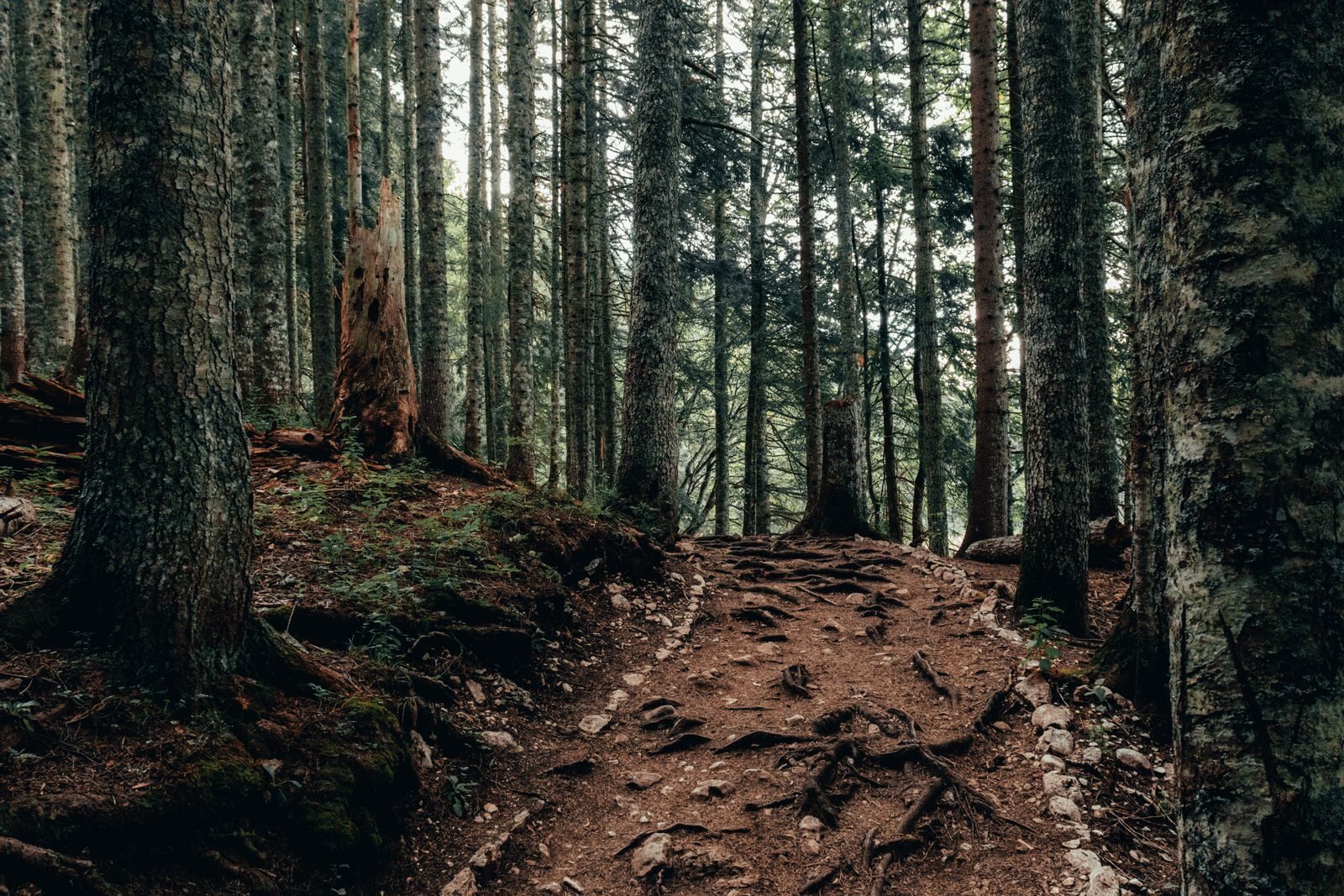 Dark boreal forest floor with exposed tree roots and pine needle litter where decomposer organisms drive the nitrogen cycle converting organic matter into plant available mineral nitrogen