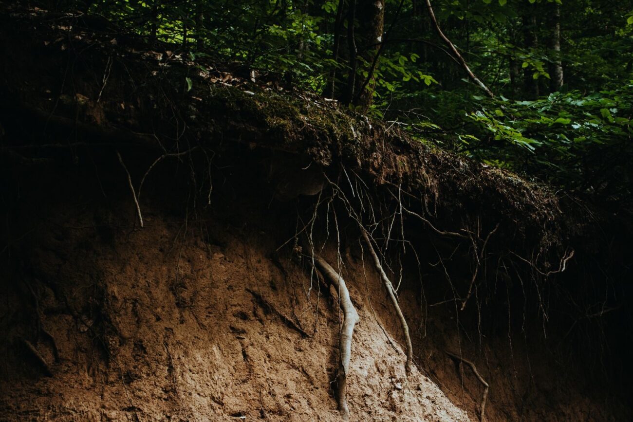 An exposed soil bank showing the profile from surface roots down to lighter subsoil
