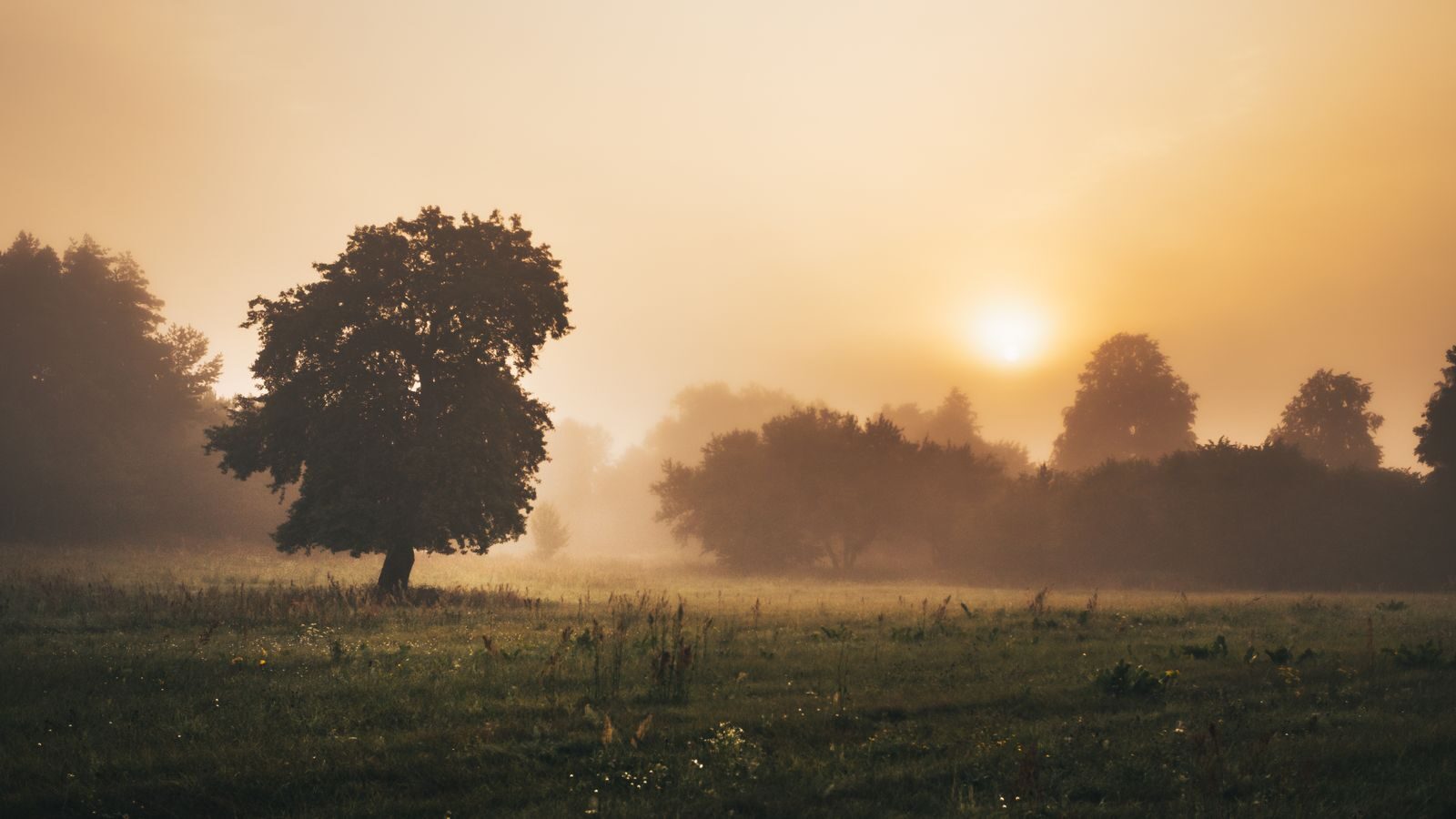 Lone tree in a hazy field with the sun glowing low through the mist