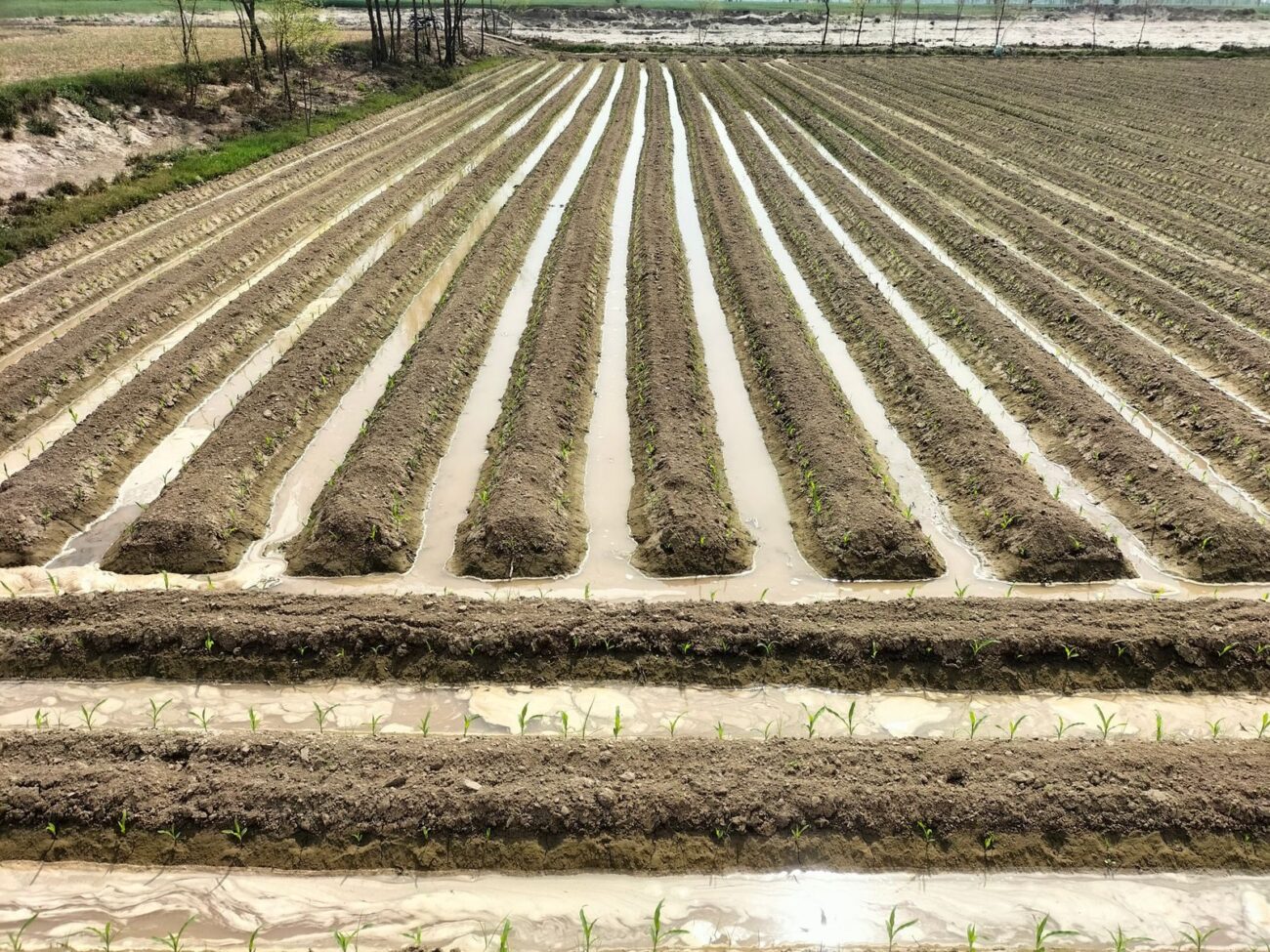 A cultivated field with water standing in the furrows between rows