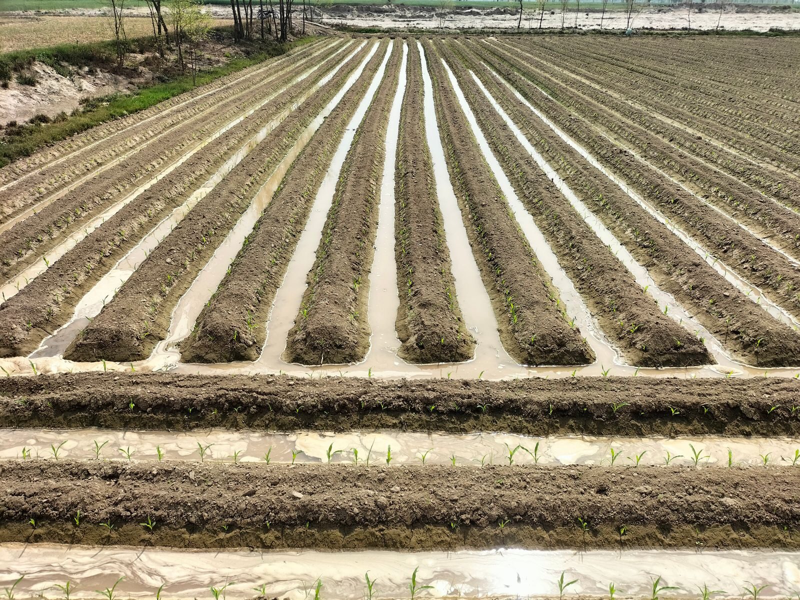 A cultivated field with water standing in the furrows between rows
