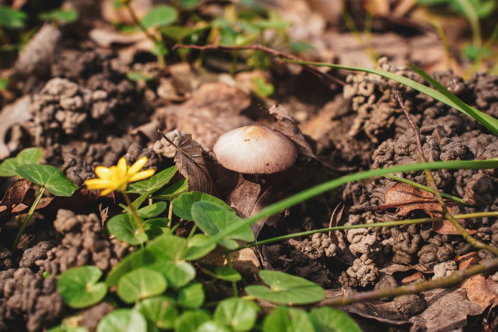 Small mushroom, wildflower and clover growing among leaf litter on dark forest soil