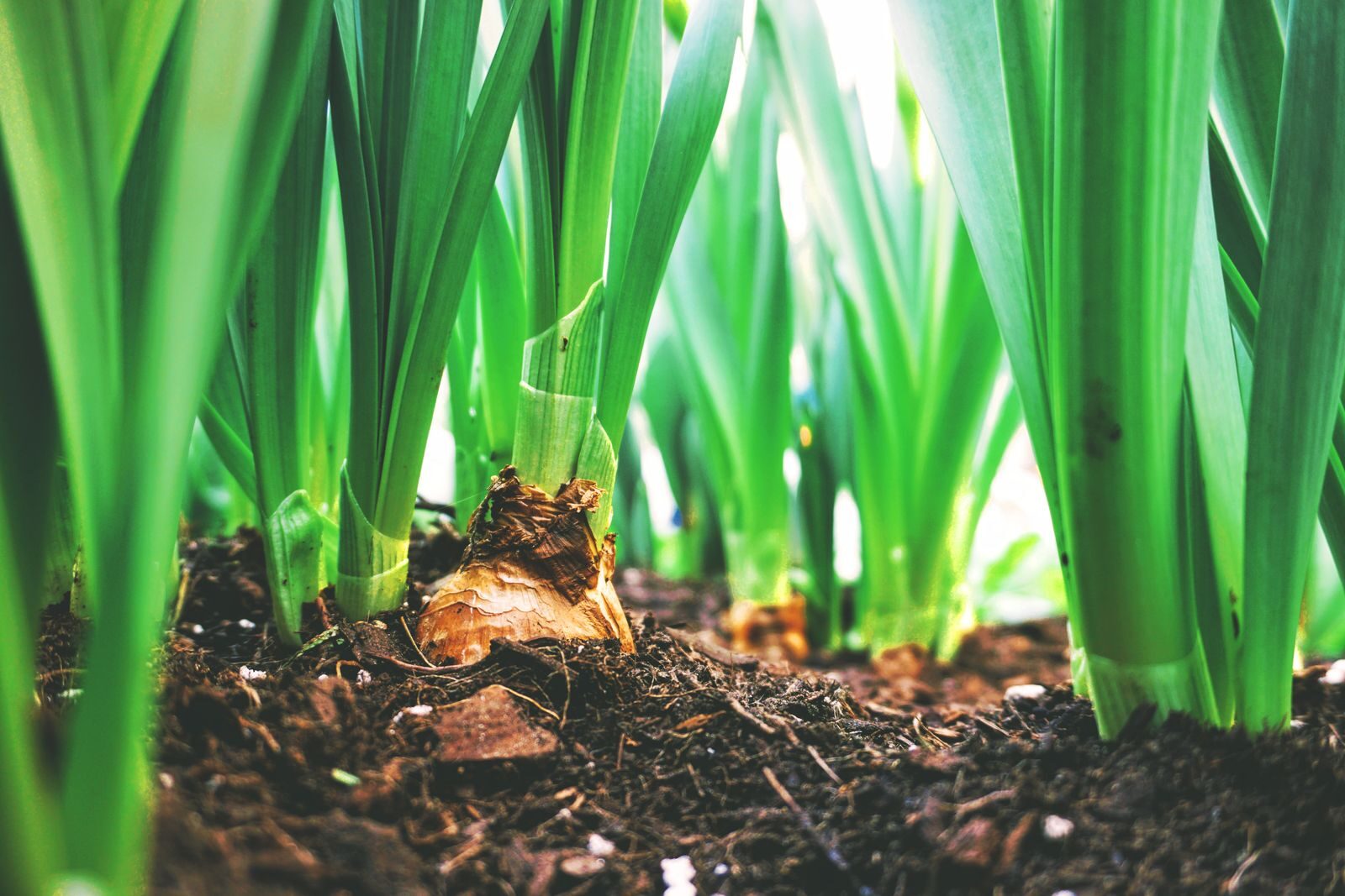 Green shoots growing from dark, healthy soil