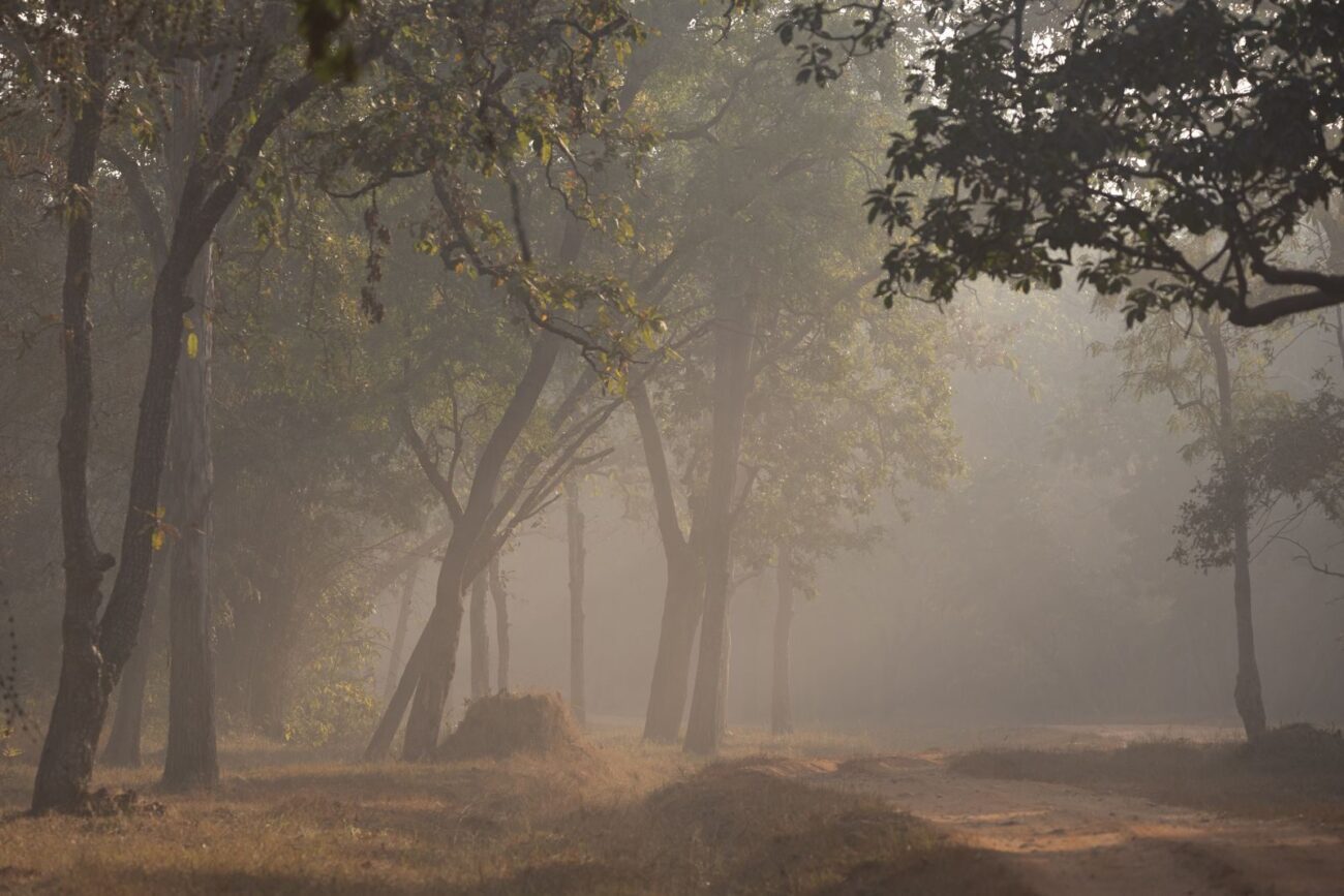 Hazy misty forest atmosphere illustrating the invisible nature of toxic substances like tropospheric ozone that damage forest ecosystems without visible symptoms