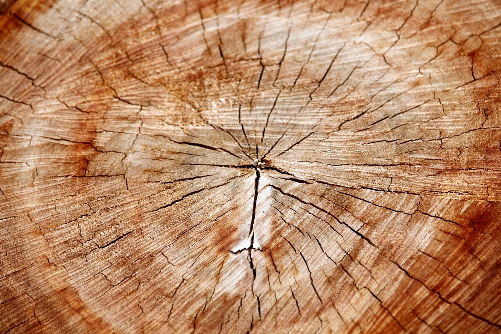 Close-up macro of a cut wood surface showing detailed growth rings and radiating cracks