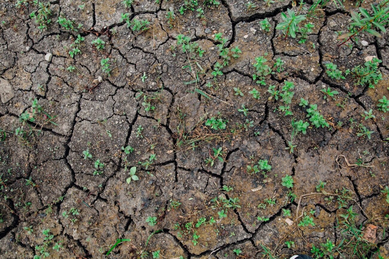 Dry cracked hard soil surface with a few struggling seedlings trying to grow through
