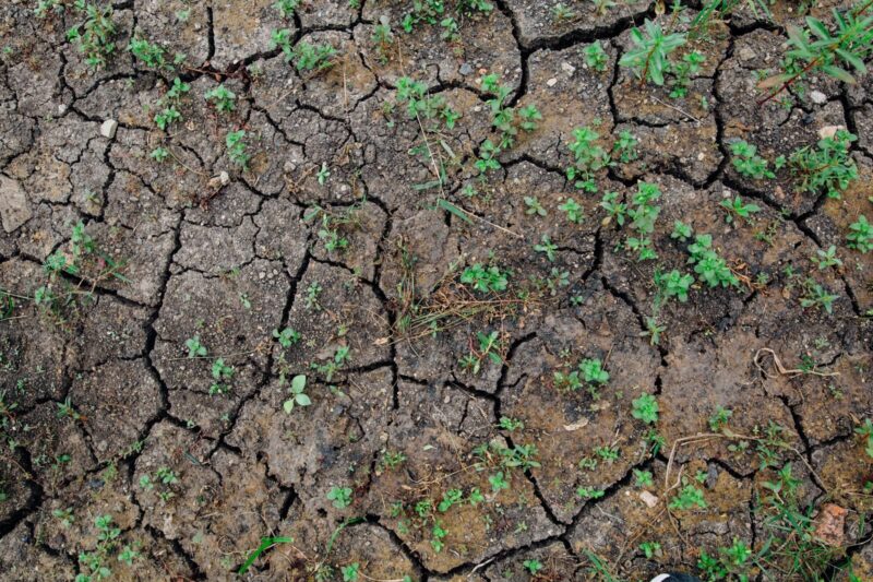 My Soil Is Rock Hard and Nothing Grows Properly