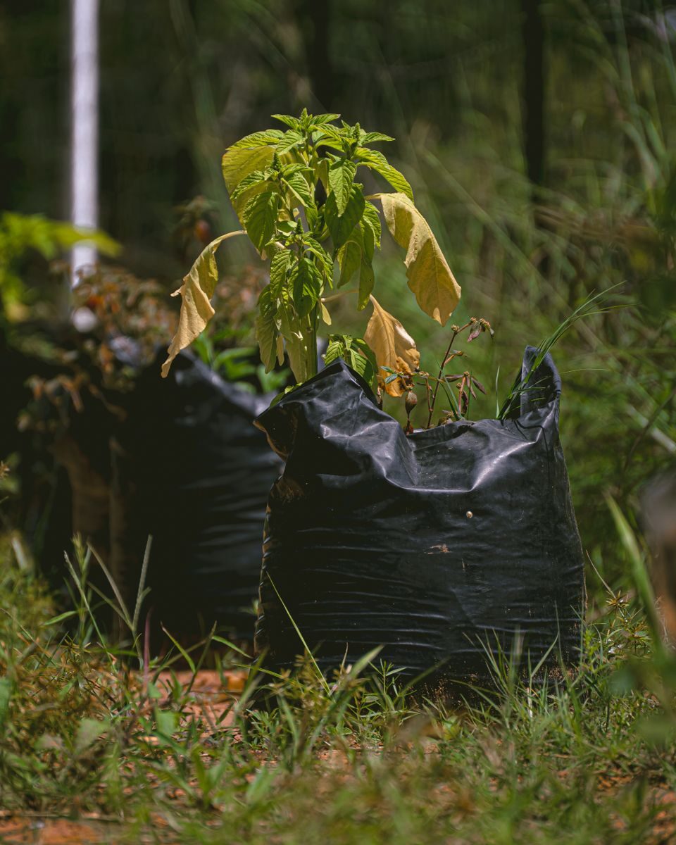 Young potted plant in a black grow bag with yellowing drooping lower leaves