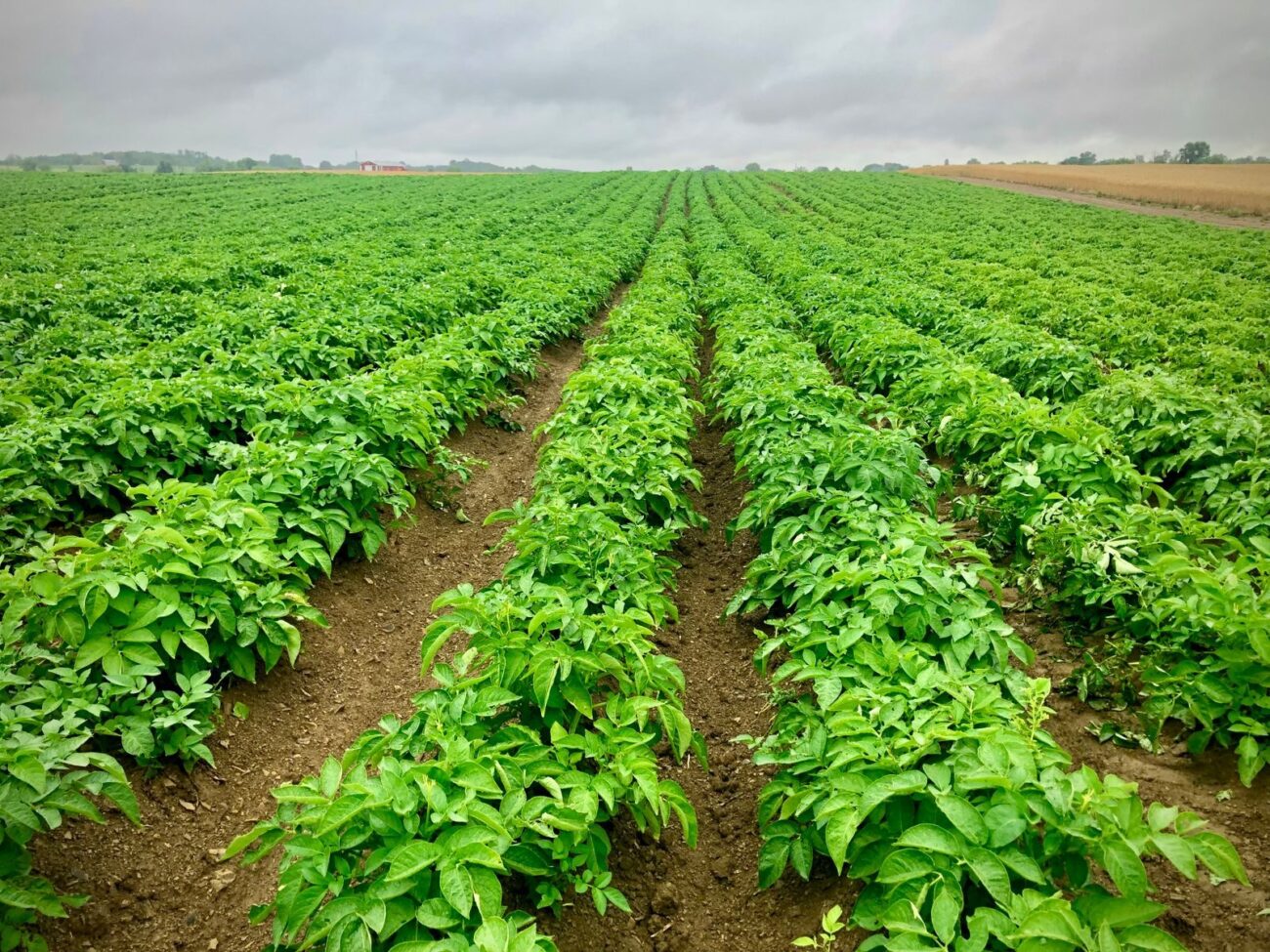 Rows of a green crop growing across a farmed field