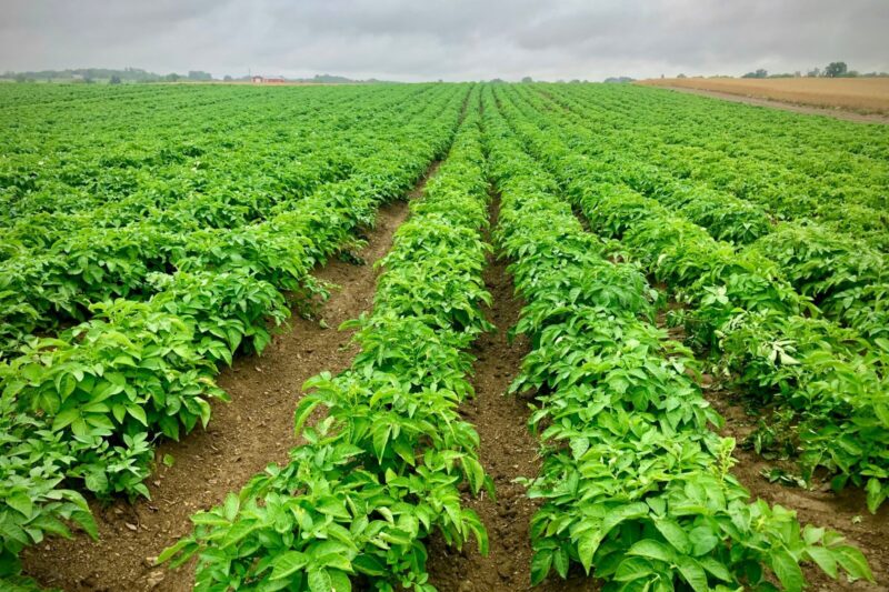 What a Soil Carbon Credit Certifies, and What MRV Means
