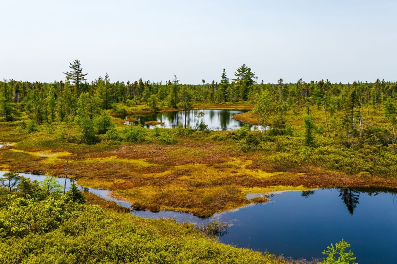 Northern peatland bog landscape showing open water sphagnum moss and boreal trees representing the waterlogged ecosystem where carbon accumulates in peat over thousands of years