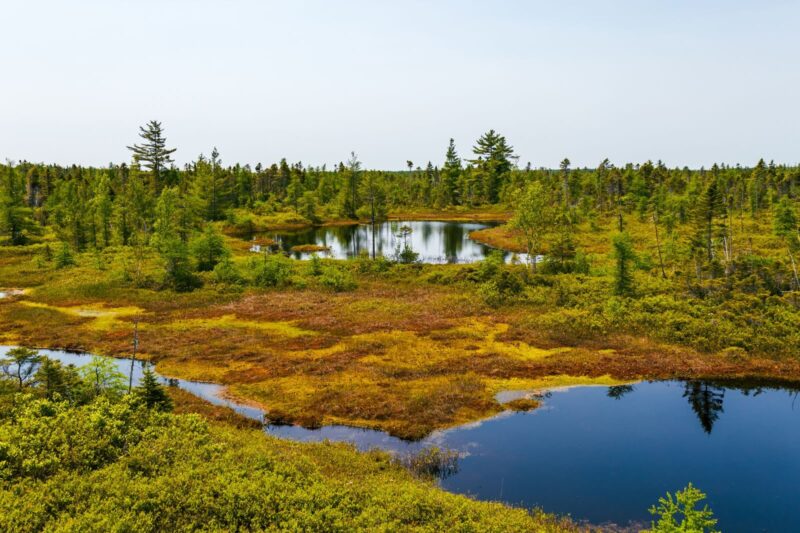 What Is Peat and Why Are Peatlands Important for Carbon Storage
