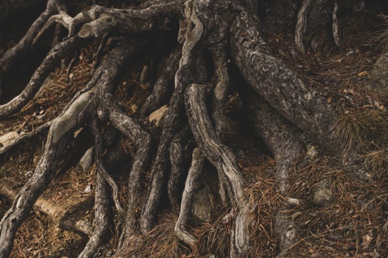 The Phosphorus Cycle in Forest Ecosystems: What It Is and Why Trees Cannot Survive Without It