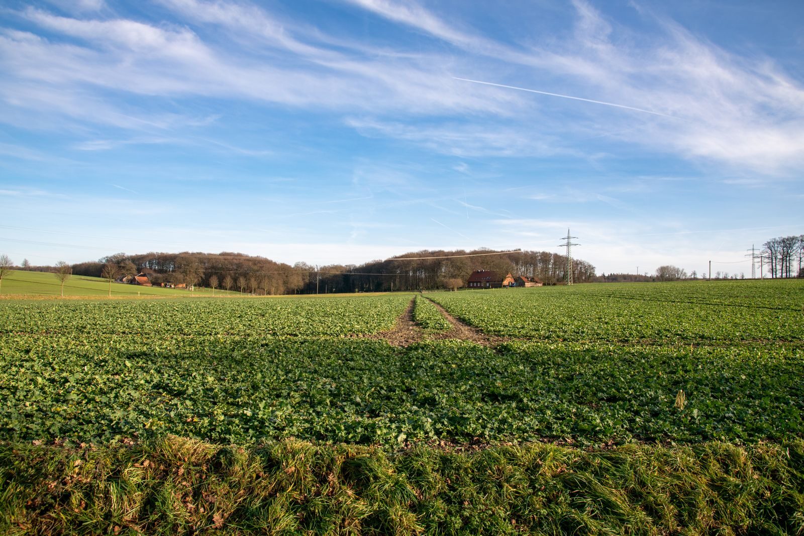 A wide open field running back to a treeline under open sky, a system with no boundary
