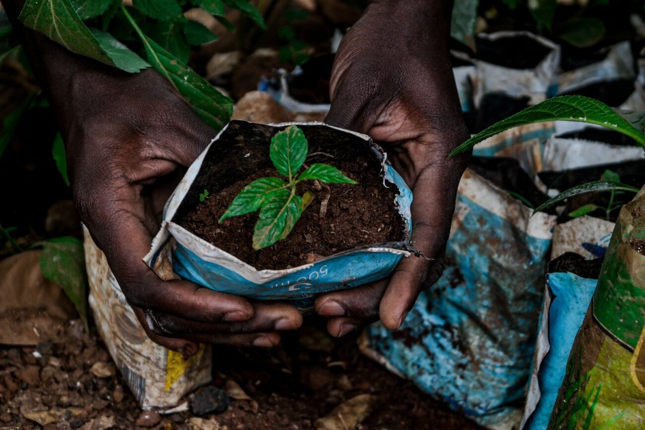 Two hands cupping a young tree seedling growing in a soil-filled planting bag