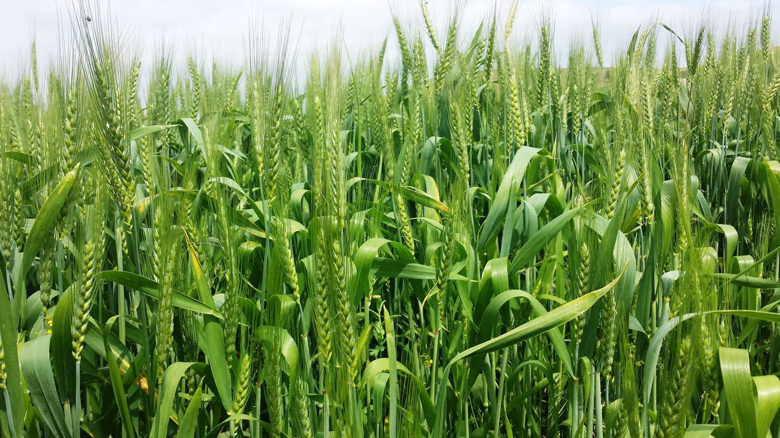 A dense green cereal crop covering the ground in a farmed field