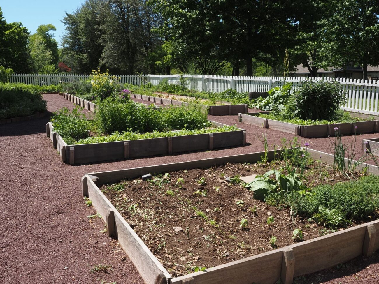 Home vegetable garden with raised beds, some planted and some sparse