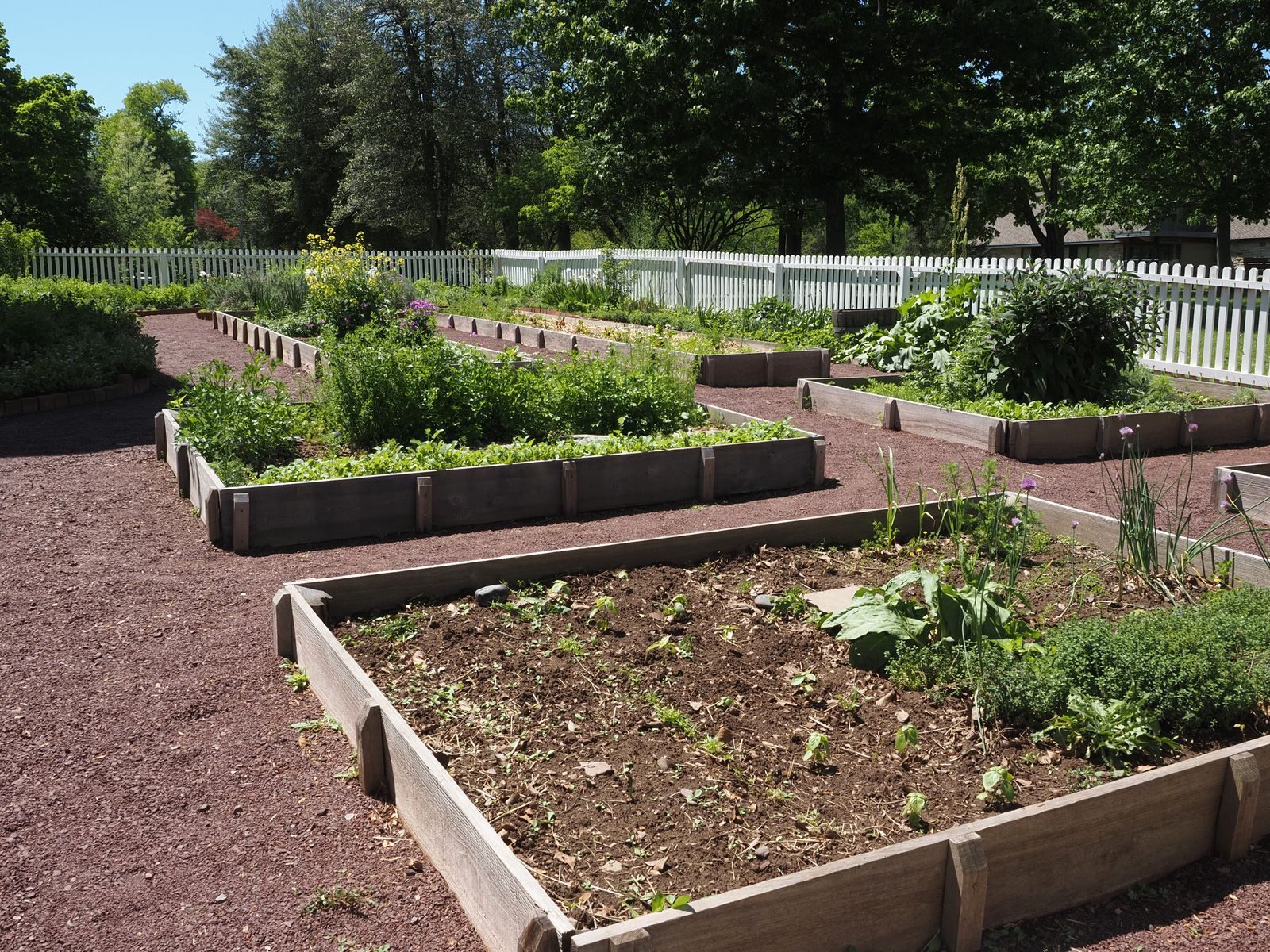 Home vegetable garden with raised beds, some planted and some sparse
